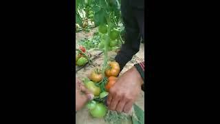 طريقة تقليم الطماطم للمرة الاولي قبل الحصاد مباشرة