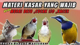 MASTERAN BURUNG MURAI BATU CUCAK IJO KACER  MASTERAN FULL TEMBAKAN KASAR - WAJIB