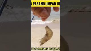 CARA PASANG UMPAN UDANG UNTUK MEMANCING DI PANTAI - TEKNIK SURFCASTING #KPFCHANNEL #Shorts