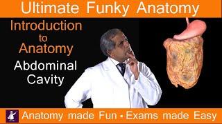 The Abdomen - Introduction to Abdominal and Peritoneal Cavity. Funky Anatomy study with us