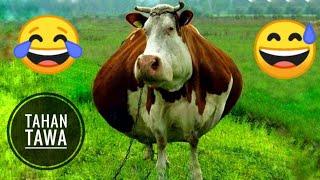 KOCAK Kumpulan Tingkah Lucu Hewan Yang Bikin Full Tawa  Funny Animals Videos #funnyanimals #funny