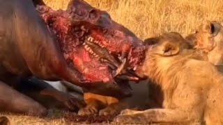 Lions feasting Hippo in Serengeti