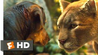 A Dogs Way Home 2018 - Big Kitten Returns Scene 710  Movieclips