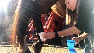 Farm Girl Friday #55 Horse & Proud Flesh Healing Week 2