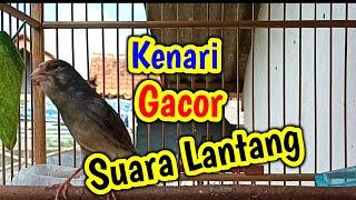 kenari GACOR suara LANTANG cocok untuk MASTERAN dan PANCINGAN kenari BAHAN dan Paud