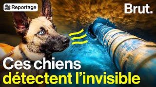 Ces chiens sont dressés pour localiser les fuites deau