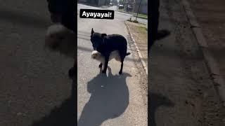 dog sex wait for twist  - moj kar di  - kya scan hai  kuchh notice kiya - #shorts #viral #funny