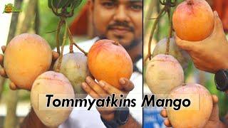 Tommy Atkins Mango  Latest Mango  Plant Specs.