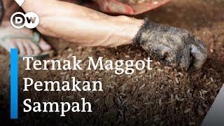 Budidaya Maggot Black Soldier Fly Cara Ampuh Atasi Sampah Organik