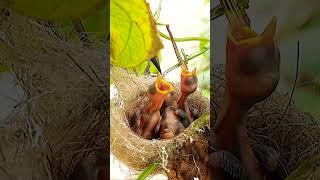 Caterpillar feeding Day 4 EP 148