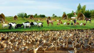 Brilliant Methods to Raise Ducks & Goats on a Free-range Farm Why is duck farming a good business?