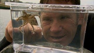 The Venomous Blue Ringed Octopus  Deadly 60  BBC Earth