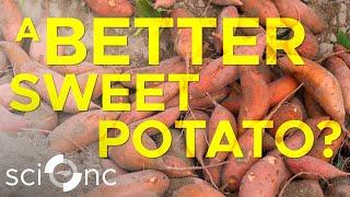 The quest for a resilient new breed of sweet potatoes