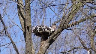 Great Horned Owl nest action from May 1 2020