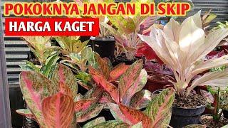 HARGA KAGET‼️ Aglonema harga Sangat Terjangkau Jangan di skip  380