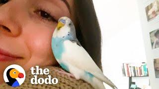 This Woman Finds An Abandoned Parakeet In New York City  The Dodo Soulmates