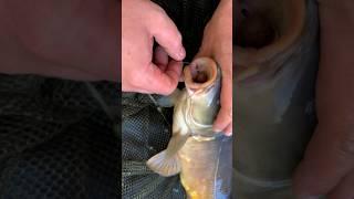 #shorts засечка на флюровый поводок  #carpfishing #fishing #рыбалка