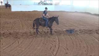 SHORT OF REYN 2014 Dual Rey Gelding In training with Lloyd Cox Cutting Horses