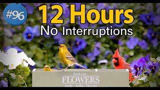 12 Hours of Chirping Birds  Spring Flowers  Uninterrupted Cat TV  Bird Noise Background