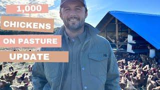 Raising 1000 chickens on pasture UPDATE