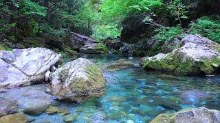 The sound of a clear blue and clear river the chirping of birds study sleep relaxation ASMR