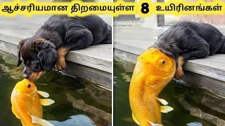 ஆச்சரியமான உயிரினங்கள்  Eight Amazing Animal Talent Part 2  Tamil Info Share