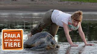 Wie Schildkröten Eier legen  Reportage für Kinder  Paula und die wilden Tiere