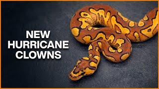 New HURRICANE Clown Combos for 2024