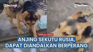 Pasukan Rusia Pamerkan Seekor Anjing yang Mereka Sebut Sekutu Setia