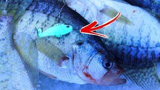 Crappie Cant Resist this Pre-Spawn Lure Lipless Crankbait