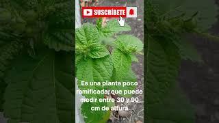 Croton hirtus an invasive and toxic plant. Family Euphorbiaceae.