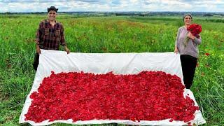 Time To Collect Poppy Seeds And Make Delicious Jam From Them Country Life