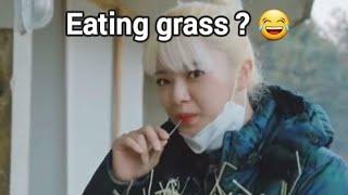 Jeongyeon feeds sheep and eats grass 