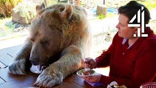 Breakfast With Your Pet Bear  Bear About The House Me & My Supersized Pet