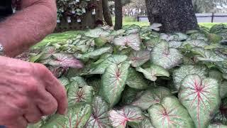 Heart to Heart Xplosion Caladium