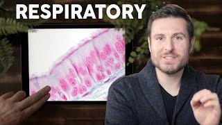 Respiratory Lung Histology Explained for Beginners  Corporis