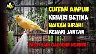 PANCINGAN KENARI BETINA MEMANGGIL JANTAN MENJADIKAN JANTAN GACORR #kenari#kicaumania #kenarigacor