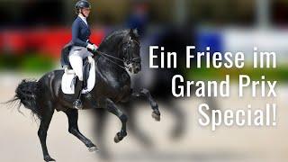 Ein Friese im Grand Prix Special   Das ist eine echte Seltenheit  Schafhofs Dressurfestival