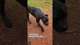 පැටව් හදල ඉවර වෙලා අතරමං කරල දාලද?️ CANE CORSO #canecorso #dog #rescuedog