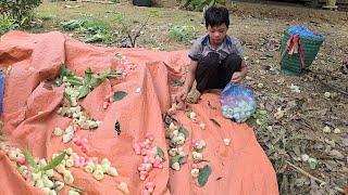 The Boy worked hard picking fruits to sell to take care of himself raising ducks fertilizing food