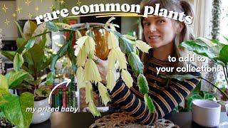 incredible rare versions of common houseplants for any collection 