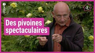 Des pivoines spectaculaires  Les tutos Jardins et Loisirs de Francis #3