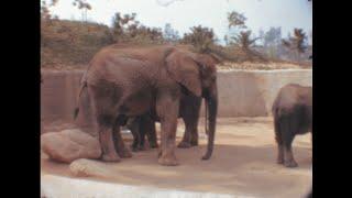 Los Angeles zoo 1967 archive footage