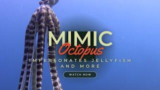 The Mimic Octopus - impersonates jellyfish flatfish and snake and mystery shapes.