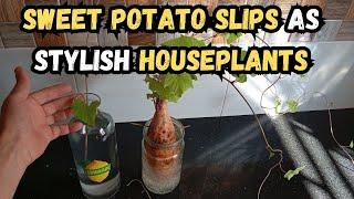 Sweet Potato Slips as Stylish Houseplants  #sweetpotato #houseplants #indoorplants #gardeningtips