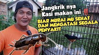 BERBAGI TIPS SUPAYA MURAI SEHAT ALA SARJA MURAI ‼️