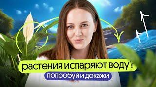 Транспирация как доказать что растения испаряют воду. Важный опыт из ЕГЭ по биологии