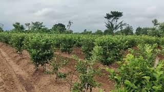 guava farming in 1 acre 800 plants