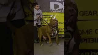 10-year-old sets giant pitbull Hulk on his dad #ytshorts #shorts #hulk #dog #pitbull #hulksmash