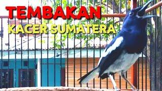 Suara Natural Kacer Sumatra Ngekek Joss